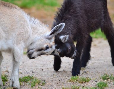 goat-kids-playing-TEPD9GW