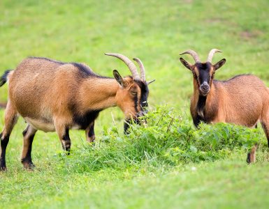 goats-in-a-clearing-3TPL6US