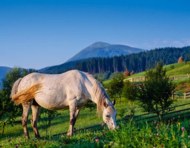 horse-pasture-in-summer-787SZVF