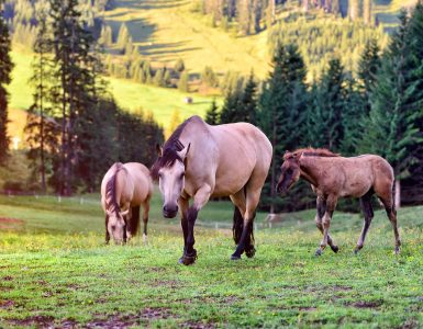 horses-on-the-meadow-in-the-mountains-P3XYH6E