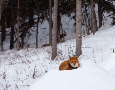 red-fox-resting-spot-in-winter-snow-forest-PVN498N